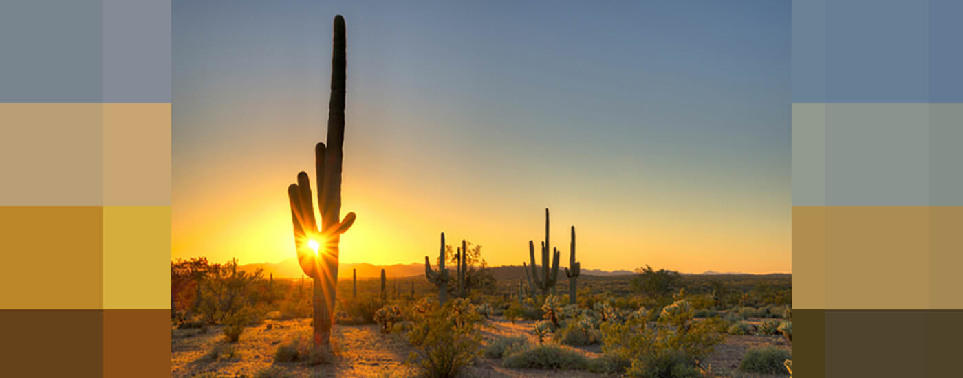 Sunset in an Arizona field full of cacti
