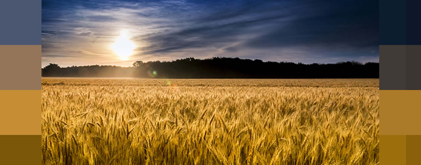 A kansas crop field during sunset
