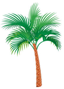 palm tree