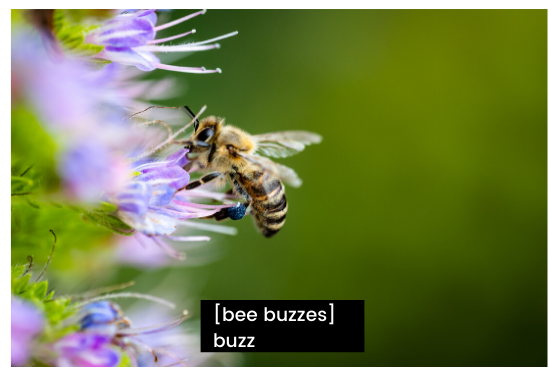 A bee lands on a flower. The captions reads bee buzzes. Buzz