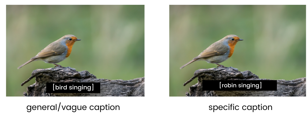 two images of a robin. The first general captions reads "bird singing". The specific caption reads "robin singing"