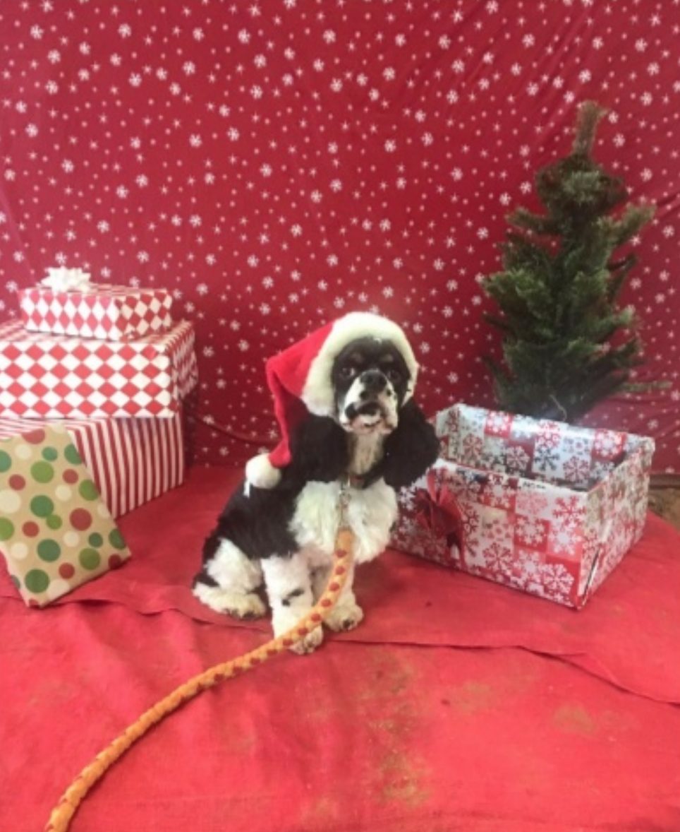 Syrio the black & white cocker spaniel with tan eyebrows wears a Santa hat and sits on a red blanket against a backdrop of red wrapping paper with snowflakes. Behind him are several wrapped presents and a tiny Christmas tree.