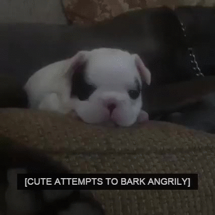 A GIF of a puppy trying to bark. The text on screen is between brackets and says: Cute attempts to bark angrily.